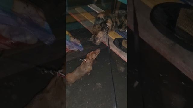 Знакомство с новым другом.