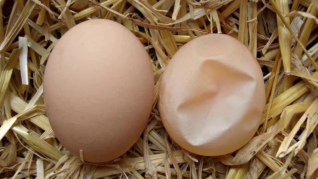 У куриных яиц тонкая или мягкая скорлупа, что делать смотреть онлайн