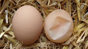 У куриных яиц тонкая или мягкая скорлупа, что делать