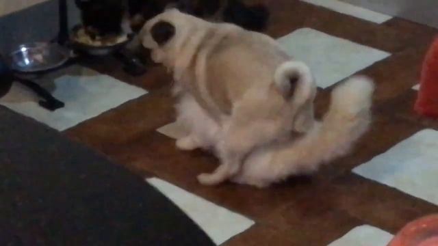 СПАРИВАНИЯ СОБАКИ И КОШКИ смотреть онлайн