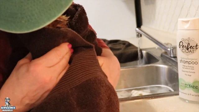 Puzzle's AussieDoodle Puppies Take A Bath