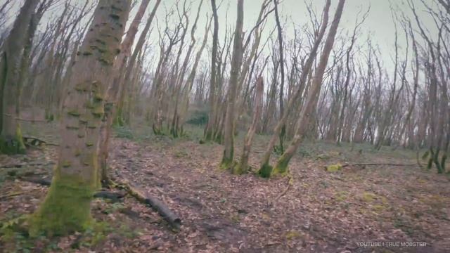 COVID-19 Zombie Outbreak 1.0 (POV) смотреть онлайн