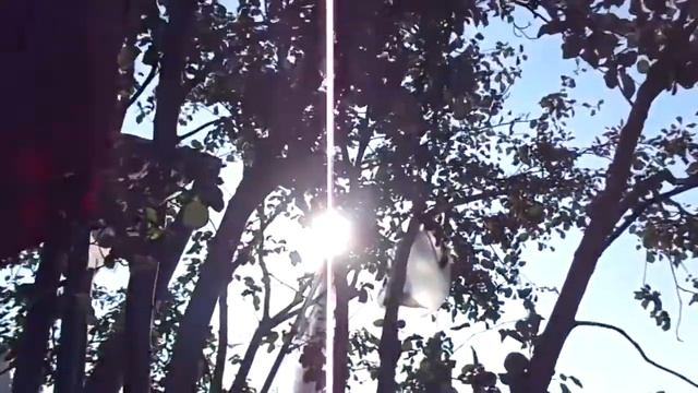 Как защитить ягоды ирги от птиц. Новый способ.. смотреть онлайн