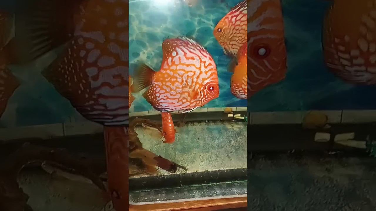 Продам Пидженов 10-13 см, бьются на пары #аквариумныерыбки #discus #дискусы #aquarium #аквариум смотреть онлайн