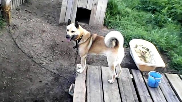 Я в проснице смотреть онлайн