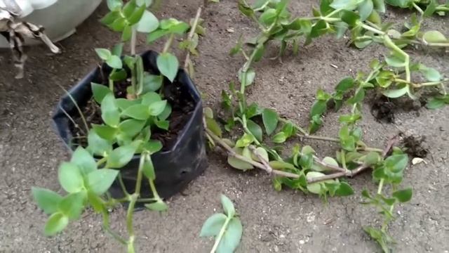 RUMPUT CINTA/TRADESCANTIA FLUMINENSIS, CARA PERBANYAKAN DAN PERAWATANNYA смотреть онлайн