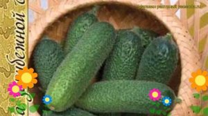 Огурец гибридный Клодин f1. Краткий обзор, описание характеристик, где купить семена Klodin f1
