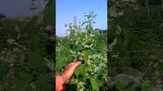 Джоан-джи 89184559582 смотреть онлайн