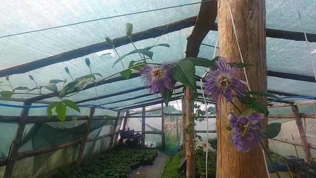 Маракуйя гибридная, растение самоопыляющееся. смотреть онлайн