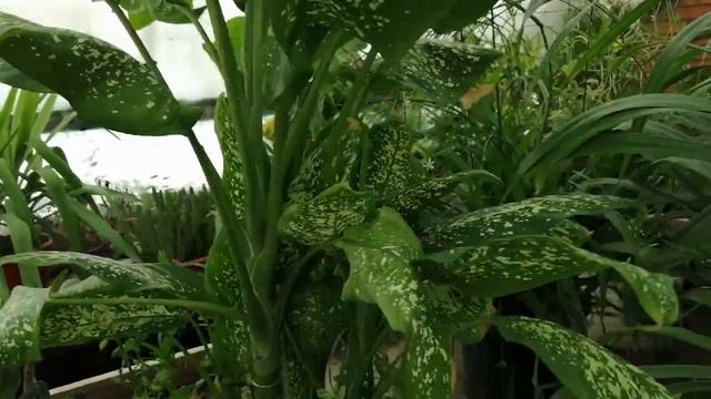 Диффенбахия: изменения после пересадки смотреть онлайн