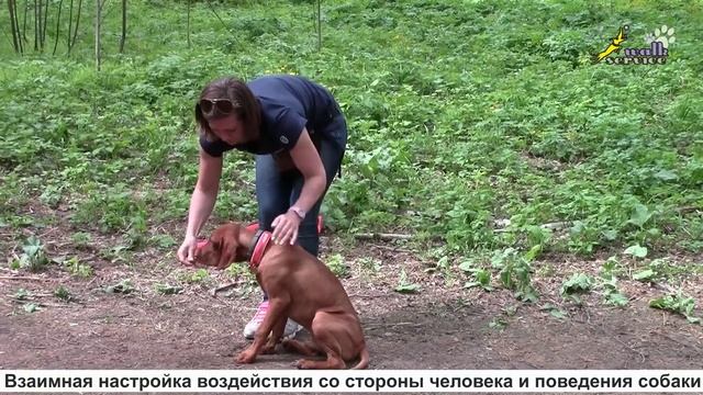 Дрессировка щенка 3, управлять поведением или командовать смотреть онлайн