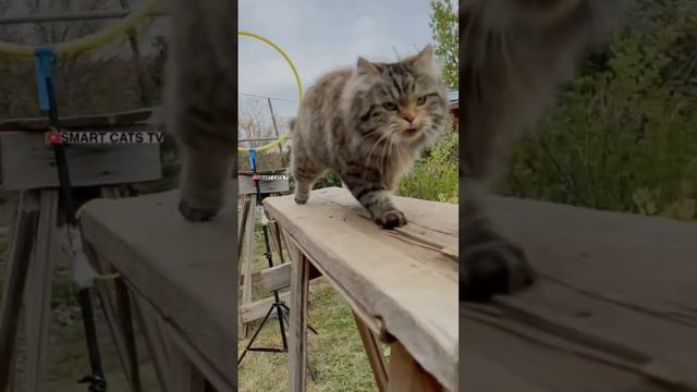 Нужно Верить Надеяться Любить не смотря ни на что ☀️❤️🌎 #cats #dogs смотреть онлайн