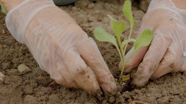 Introducing Harvest Solutions Farm смотреть онлайн