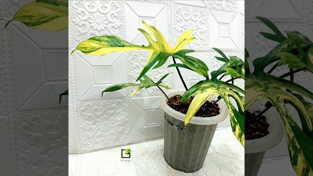 Philodendron FLORIDA BEAUTY Variegata смотреть онлайн