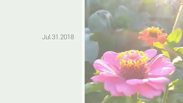 Июльские зарисовки на даче. 2018