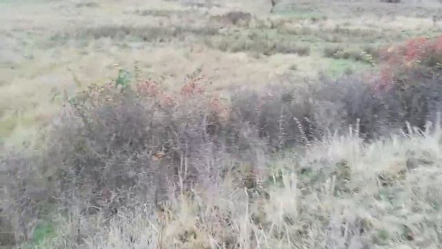 Заготовка Кубанского шиповника смотреть онлайн