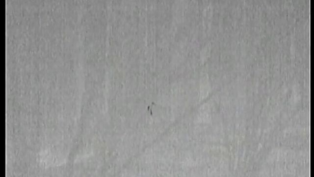 Лиса и крысы на кормушке в тепловизор (часть1) смотреть онлайн