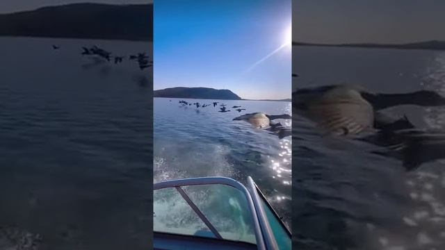 Красота смотреть онлайн