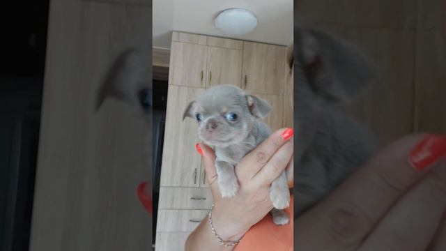 Инкерман Тарантинович ПРОДАЖА чихуахуа lilac tan Питомник Кастропуло Крым+79787458062 WhatsApp смотреть онлайн