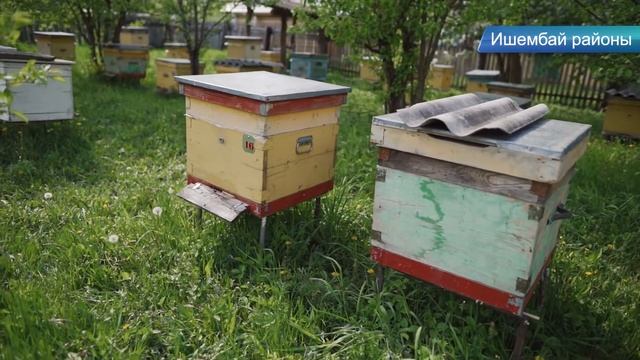 Ишембай яңылыҡтары: Борис Беляев, онлайн дәрес, Кәрим Солтанбаев, Хәмиҙә Ишембаева[27.05.2020] смотреть онлайн