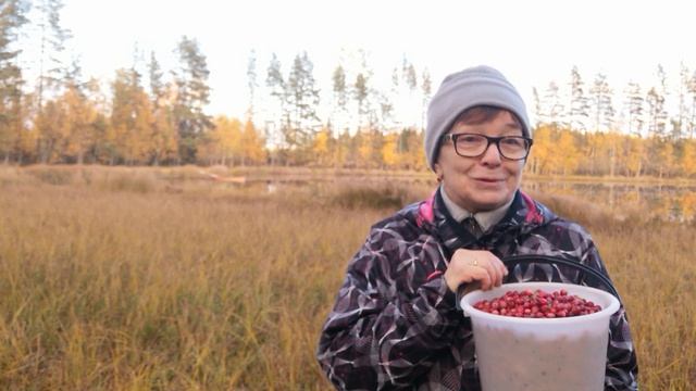 Муж меня потерял. Третий день я пропадаю на болоте, а клюквы как и не убыло)))