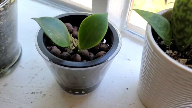 Semi Hydroponics | Passive Hydroponics | LECA смотреть онлайн