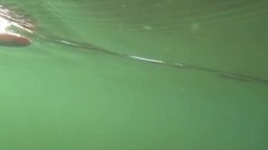 воблер волкинг стик страйк про , волкер Walking Stik  strike pro Walker обзор братьев щербаковых