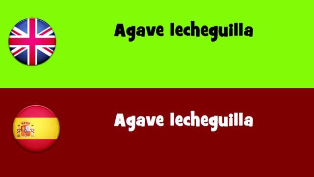FROM ENGLISH TO SPANISH = Agave lecheguilla смотреть онлайн