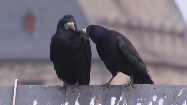 Когда у Тебя Человеческий IQ смотреть онлайн