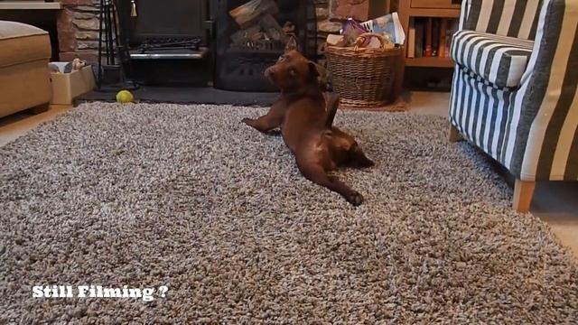 Handsome Patterdale Terrier Demonstrating The " Patt Splat & Slide " смотреть онлайн