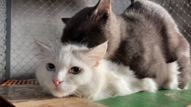 Cat in heat ? || Bon vs xka5 || Munchkin Mate || Cat breeding ? смотреть онлайн