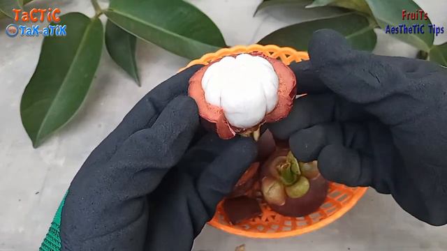 mangosteen fruit aesthetic tips смотреть онлайн