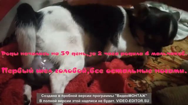 Первые вязка и роды у чихуахуа смотреть онлайн