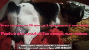 Первые вязка и роды у чихуахуа