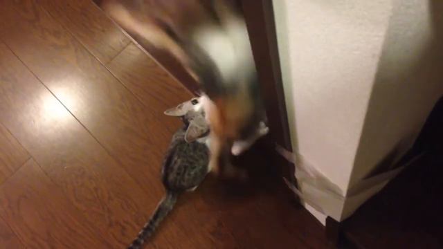 赤ちゃん猫 смотреть онлайн