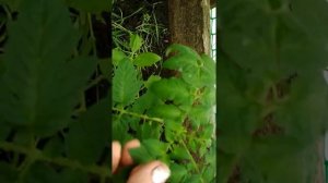 Первый полив томатов после высадки в грунт...