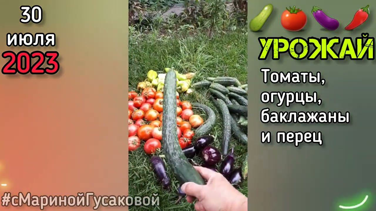Обзор огорода и урожай овощей за сегодня. Огурцы радуют. У нас дожди. Часть 1-ая 30 июля смотреть онлайн