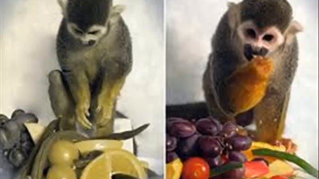 Обладают ли животные цветным зрением? смотреть онлайн