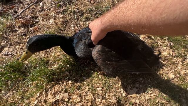 Cayuga Duck Overview and Release into their Pen смотреть онлайн