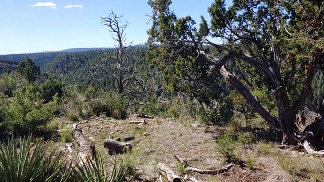 #491 Walnut Canyon Rim Trail AZ смотреть онлайн