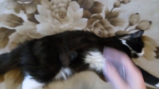 Сибирский котик 5 месяцев из питомника смотреть онлайн