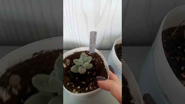 Комнатные цветы.Суккуленты.Pachyphytum. смотреть онлайн
