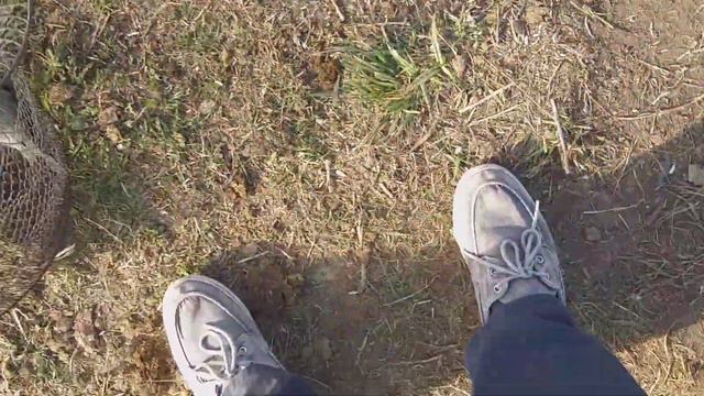 Норка ворует рыбу. Рыбалка на карася. смотреть онлайн