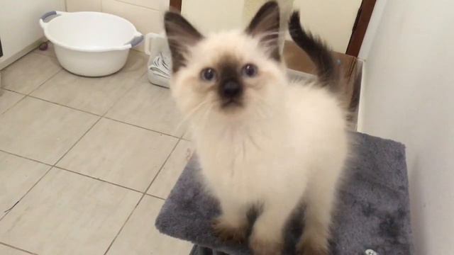 The cutest moment of my ragdoll kitten смотреть онлайн