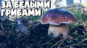 СЕЗОН БЕЛЫХ ГРИБОВ В ЛЕНИНГРАДСКОЙ ОБЛАСТИ! БЕЛЫЕ ГРИБЫ ПОВСЮДУ!