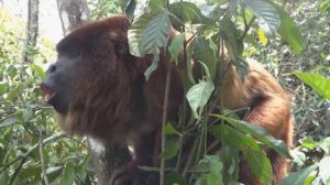 обезьяна ревун