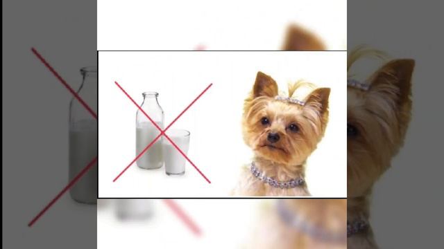 Можно ли собакам давать молоко? смотреть онлайн