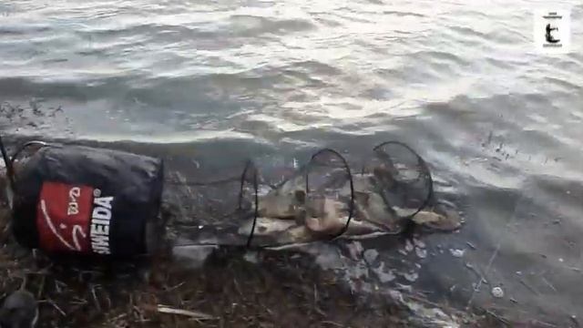 Платная рыбалка, пруд Черноморец 09.04.20г. Уловы рыбаков. смотреть онлайн