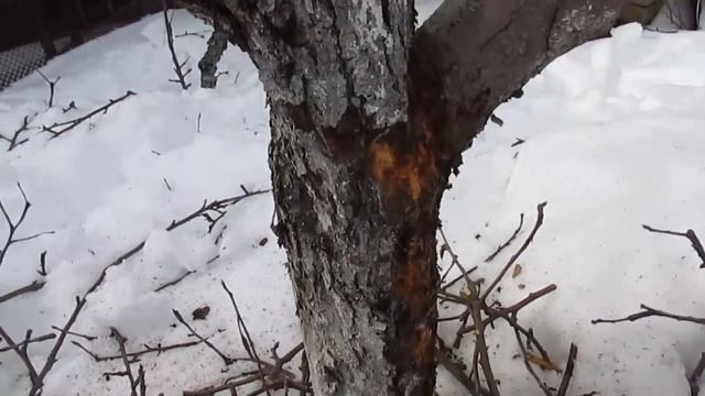 Погибает яблоня, что делать. Лечение яблони. смотреть онлайн