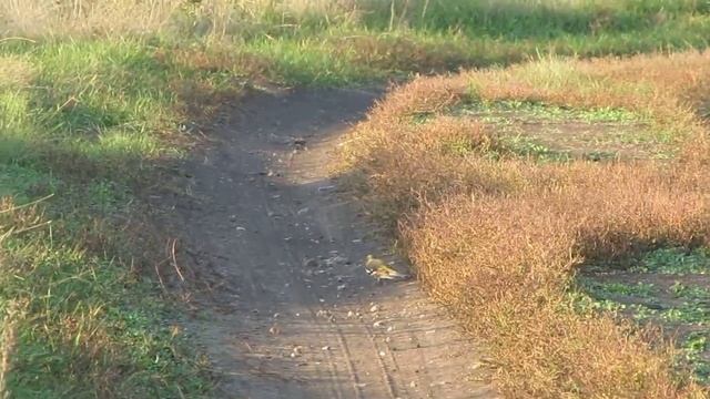 самка зяблика пешком гуляет смотреть онлайн